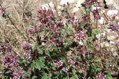 <i>Origanum vulgare</i>