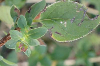 <i>Origanum vulgare</i>