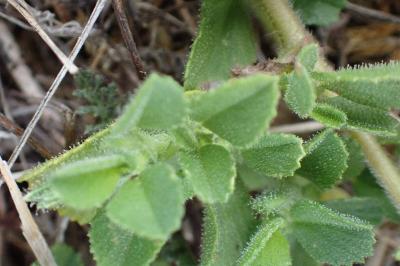 <i>Ononis spinosa</i>