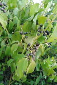 <i>Cornus sanguinea</i>