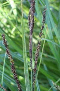 <i>Carex acuta</i>