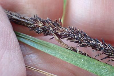 <i>Carex acuta</i>