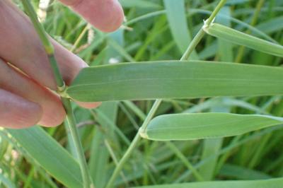 <i>Phalaris arundinacea</i>