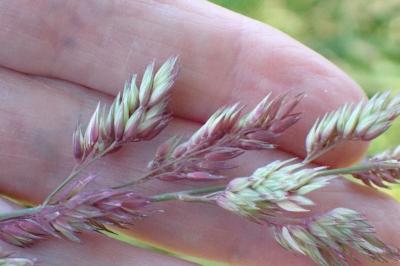 <i>Phalaris arundinacea</i>