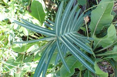 <i>Euphorbia lathyris</i>