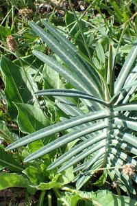 <i>Euphorbia lathyris</i>