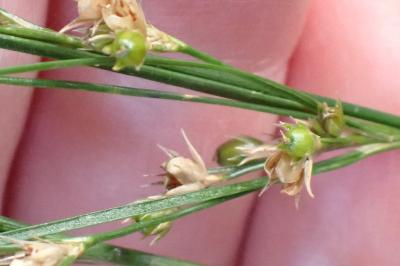 <i>Juncus tenuis</i>