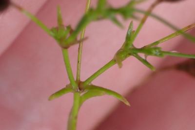 <i>Psammophiliella muralis</i>