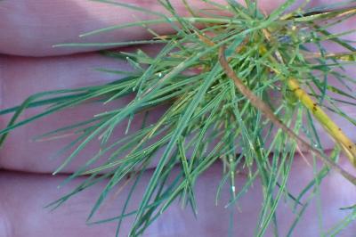 <i>Agrostis canina</i>