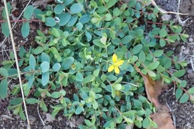 <i>Hypericum humifusum</i>