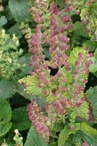 <i>Teucrium scorodonia</i>