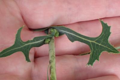 <i>Lactuca serriola</i>