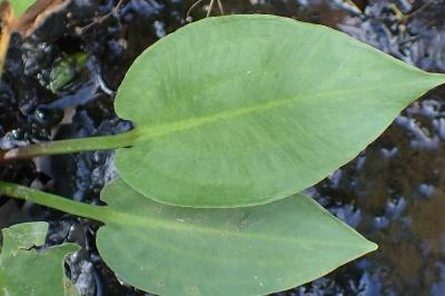 <i>Alisma plantago-aquatica</i>