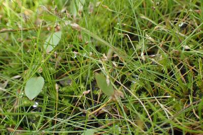 <i>Eleocharis acicularis</i>