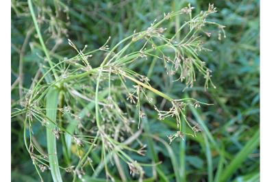 <i>Scirpus sylvaticus</i>
