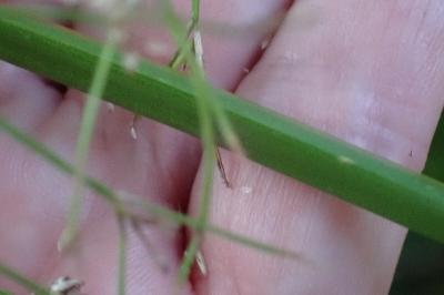 <i>Scirpus sylvaticus</i>