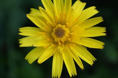 <i>Leontodon hispidus</i>