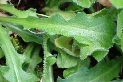 <i>Leontodon hispidus</i>