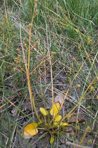 <i>Caldesia parnassifolia</i>