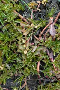 <i>Ludwigia palustris</i>