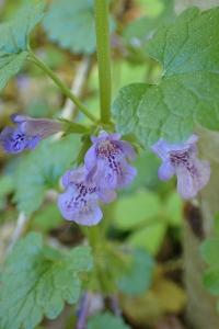 <i>Glechoma hederacea</i>