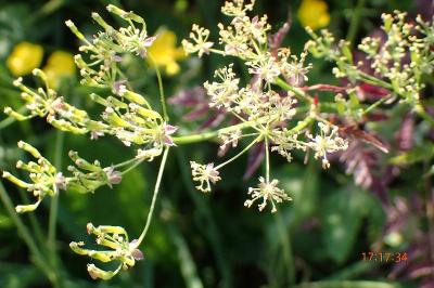 <i>Anthriscus sylvestris</i>