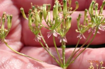 <i>Anthriscus sylvestris</i>
