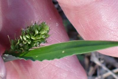 <i>Setaria italica subsp. viridis</i>