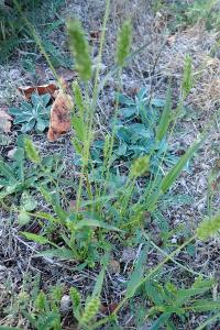 <i>Setaria italica subsp. viridis</i>