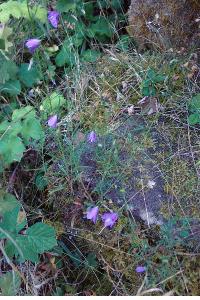 <i>Campanula rotundifolia</i>