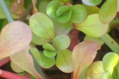 <i>Lythrum portula</i>
