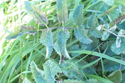 <i>Sanguisorba officinalis</i>
