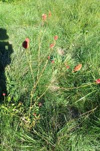 <i>Sanguisorba officinalis</i>