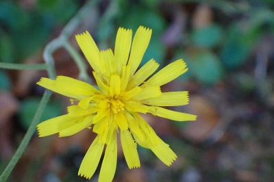 <i>Hieracium murorum</i>