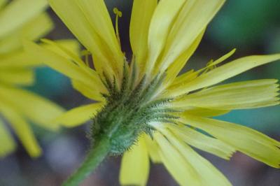 <i>Hieracium murorum</i>