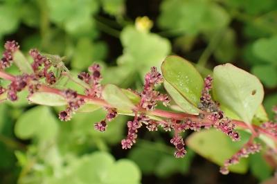 <i>Lipandra polysperma</i>