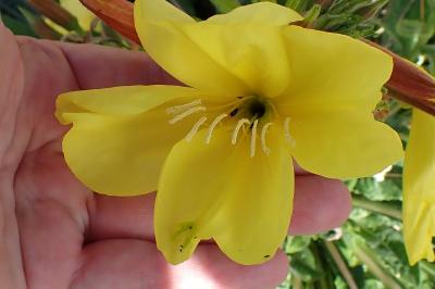 <i>Oenothera glazioviana</i>