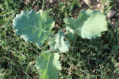 <i>Brassica rapa</i>