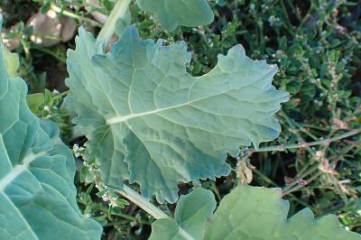 <i>Brassica rapa</i>