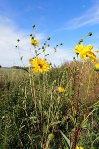 <i>Helianthus x laetiflorus</i>