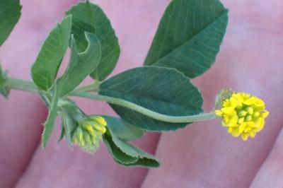 <i>Medicago lupulina</i>