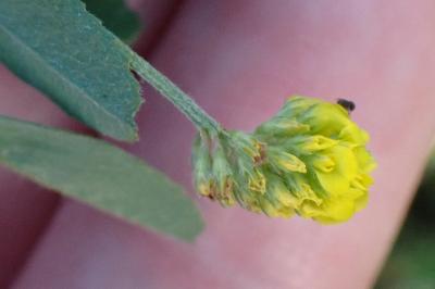 <i>Medicago lupulina</i>