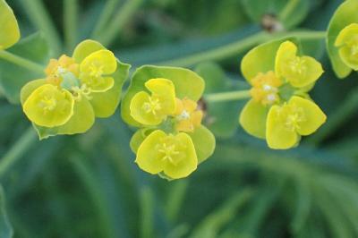 <i>Euphorbia cyparissias</i>