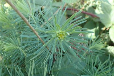<i>Euphorbia cyparissias</i>