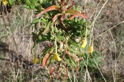 <i>Oenothera deflexa</i>