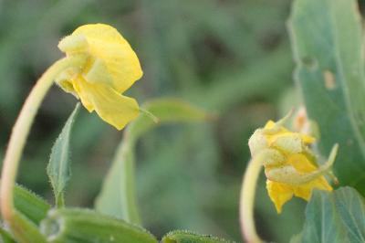 <i>Oenothera deflexa</i>