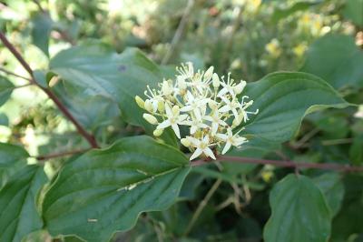 <i>Cornus sanguinea</i>