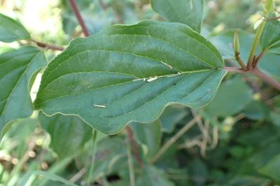 <i>Cornus sanguinea</i>