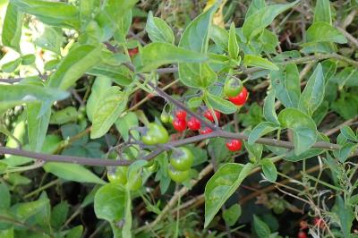 <i>Solanum dulcamara</i>