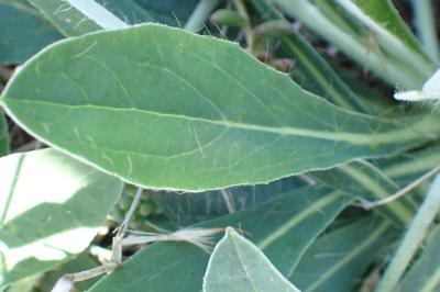 <i>Pilosella officinarum</i>